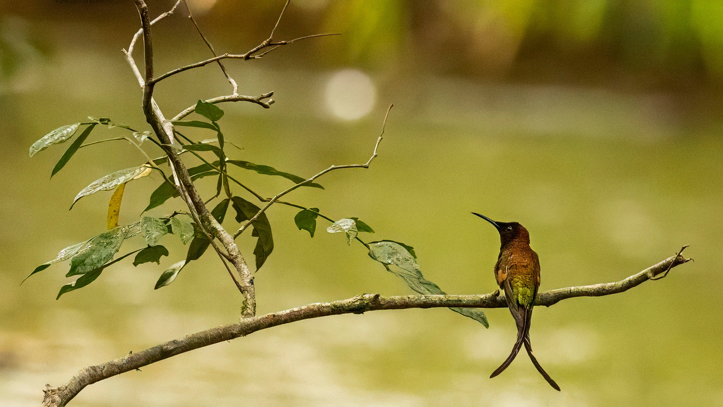 Watching and Waiting in the Rainforest