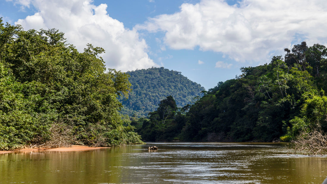 Guyana - Into the Forest