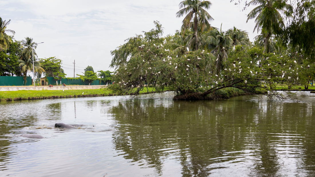 Georgetown: A Different Guyana