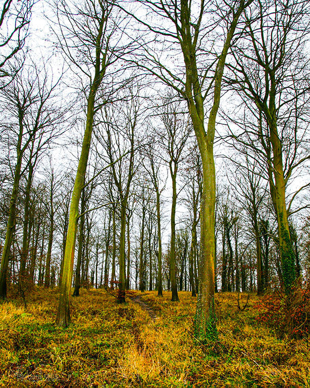 Friston Forest - November’s Print of the Month