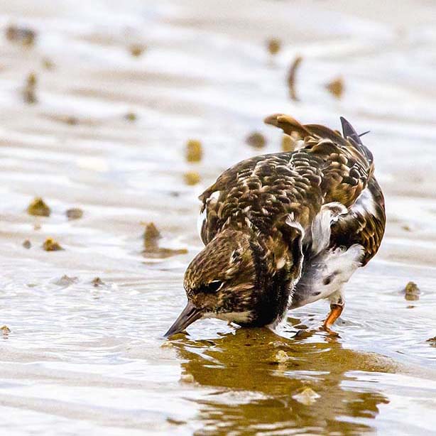 Turnstone's Ruffles Feathers