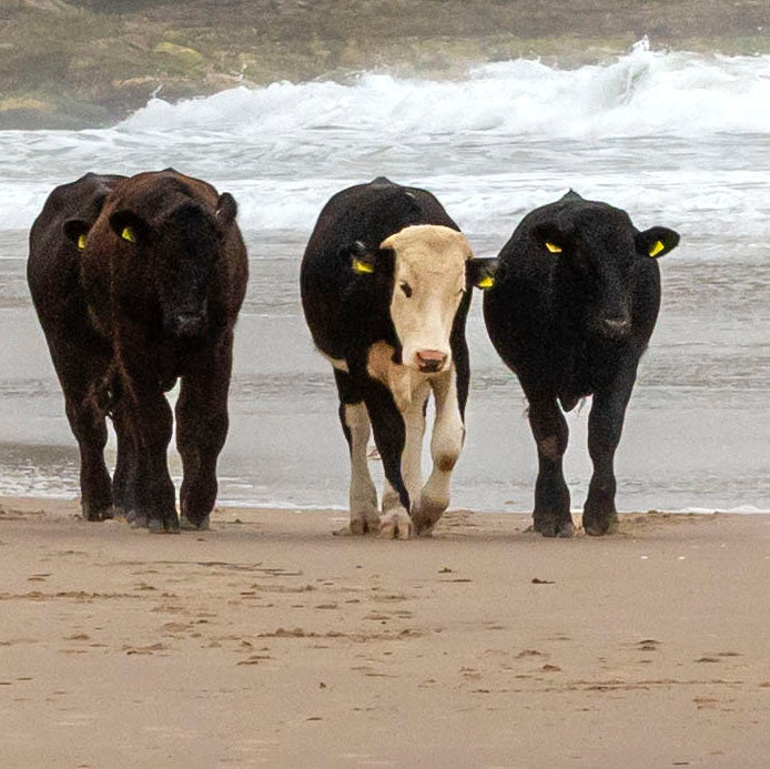 Cows on the Beach