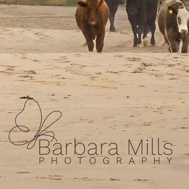 Cows on the Beach