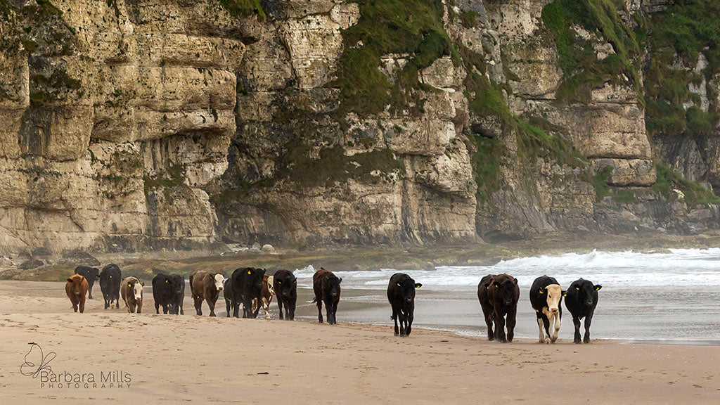 Cows on the Beach