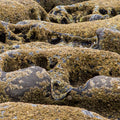 Beach Prominence