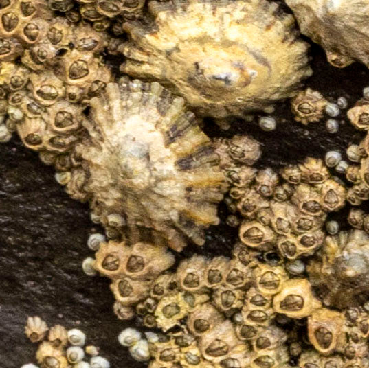 Limpet – Tidal Mosaic