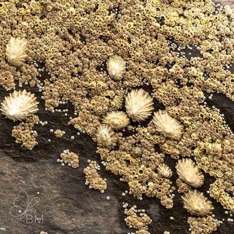 Limpet – Tidal Mosaic