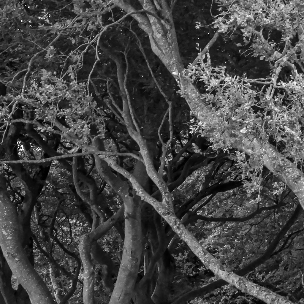 The Dark Hedges