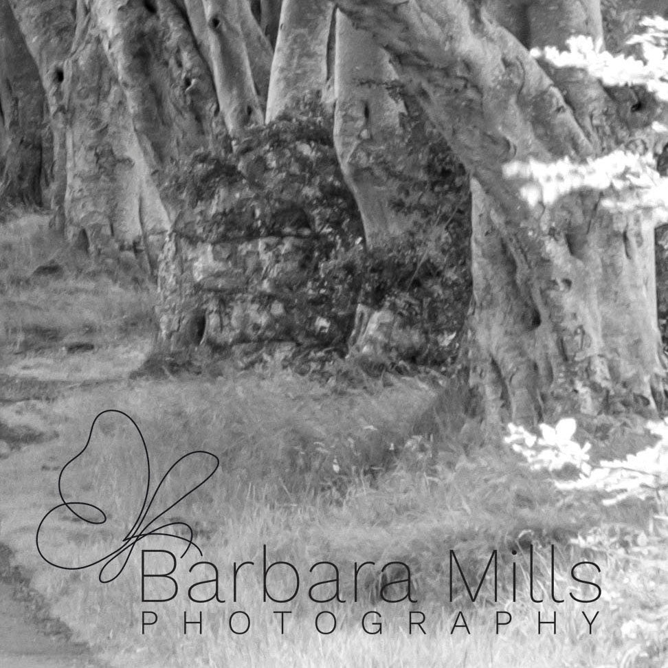 The Dark Hedges