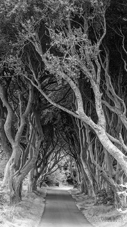 The Dark Hedges