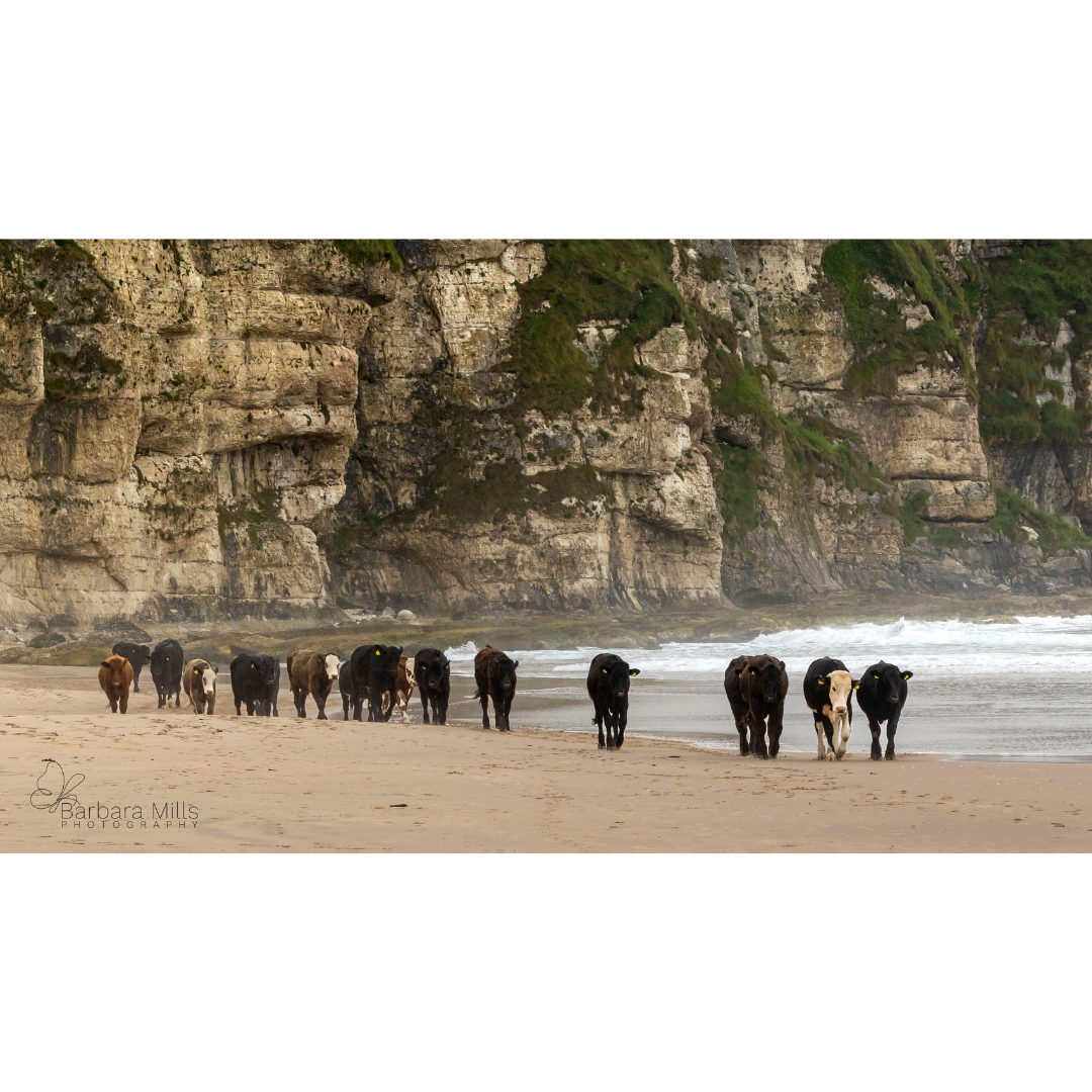 Cows on the Beach