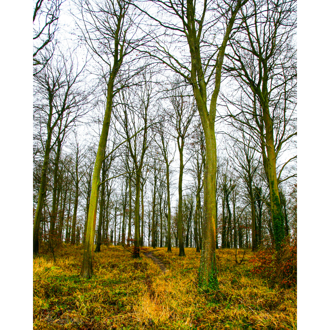 Friston Forest