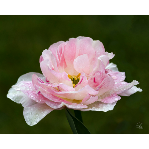 Beeliegh Tulip No 2