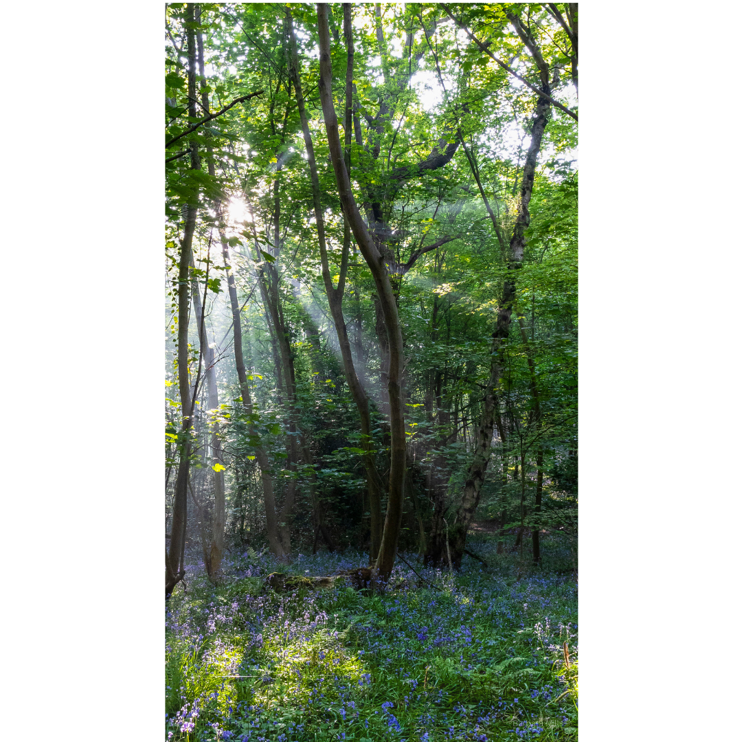 Forest Awakening