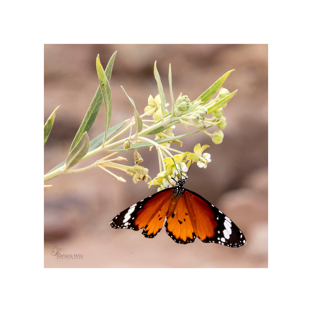 Petra's Plain Tiger