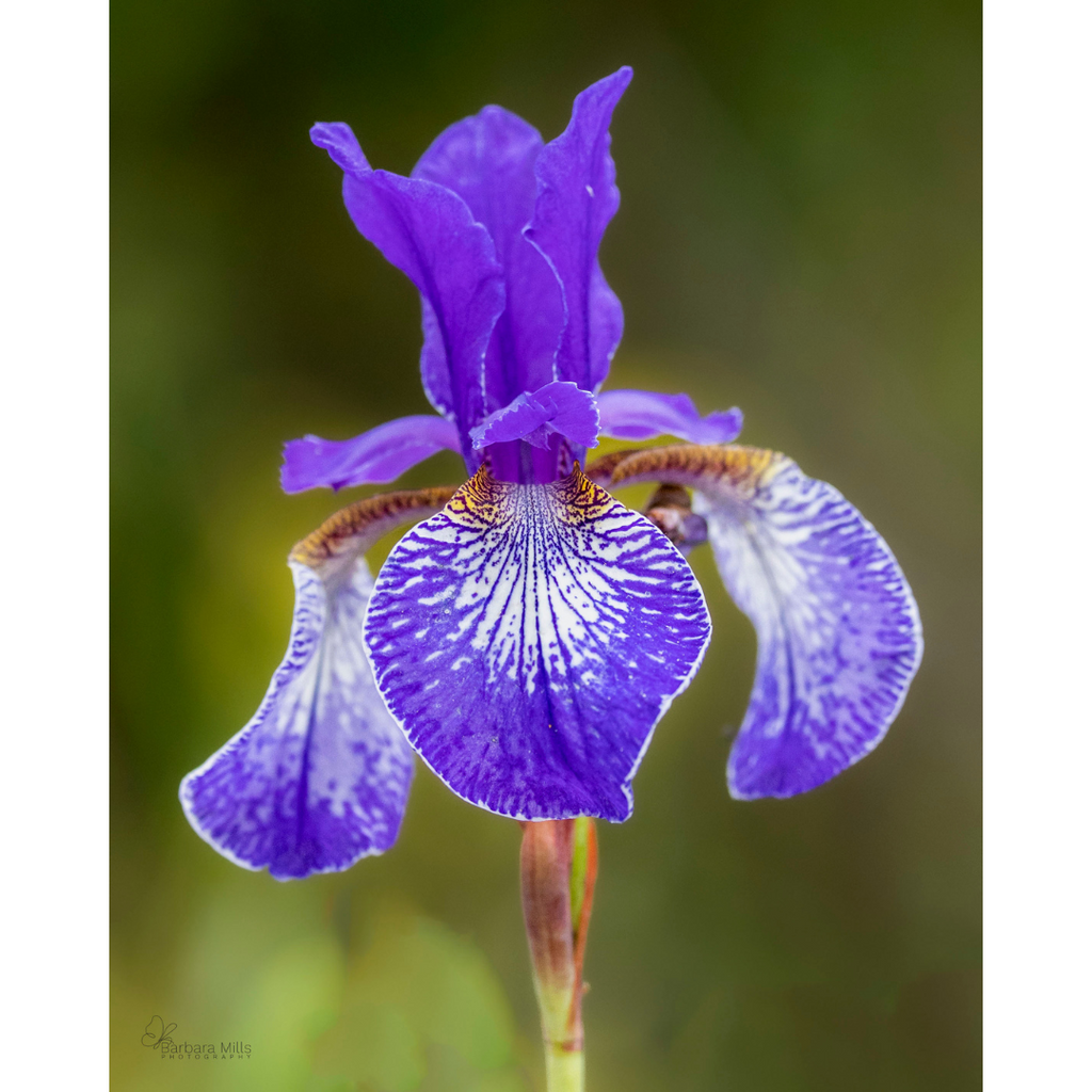 Bearded Lily
