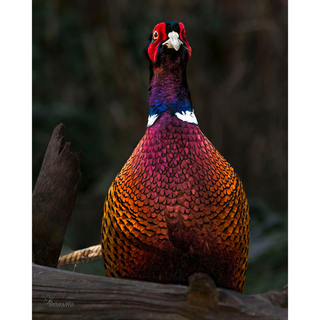 The Beautiful Ditch Parrot