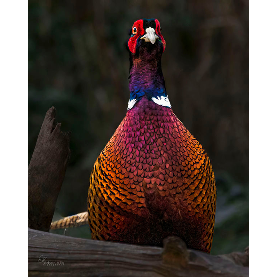 The Beautiful Ditch Parrot