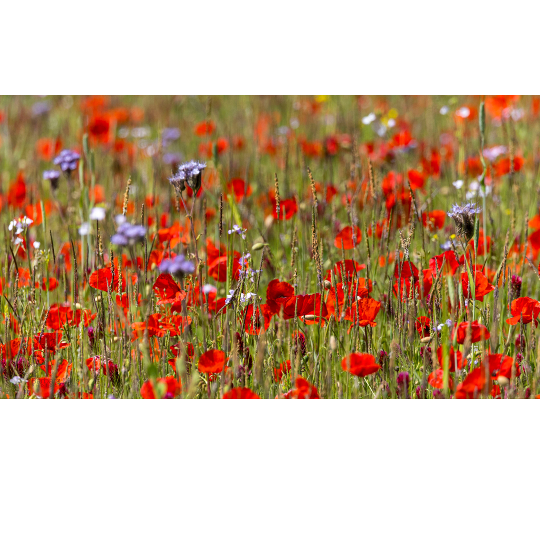 Poppy Meadow