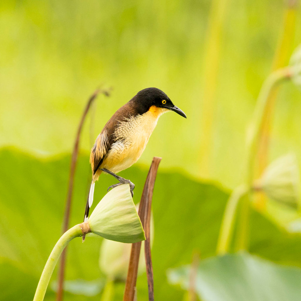 Among the Lotus