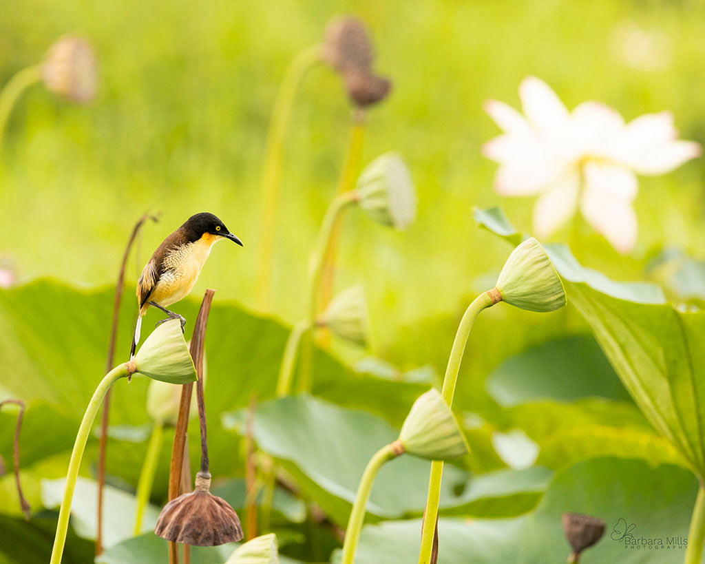 Among the Lotus