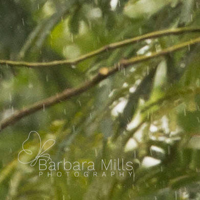 The Joy of Rain