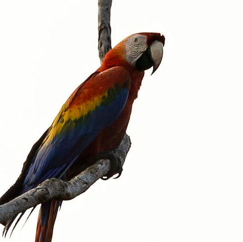 Above the Canopy