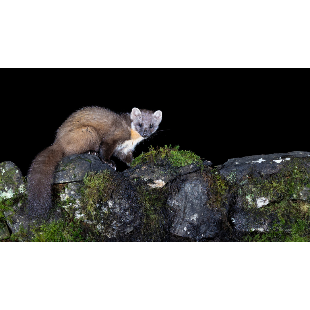 Sweet Marten