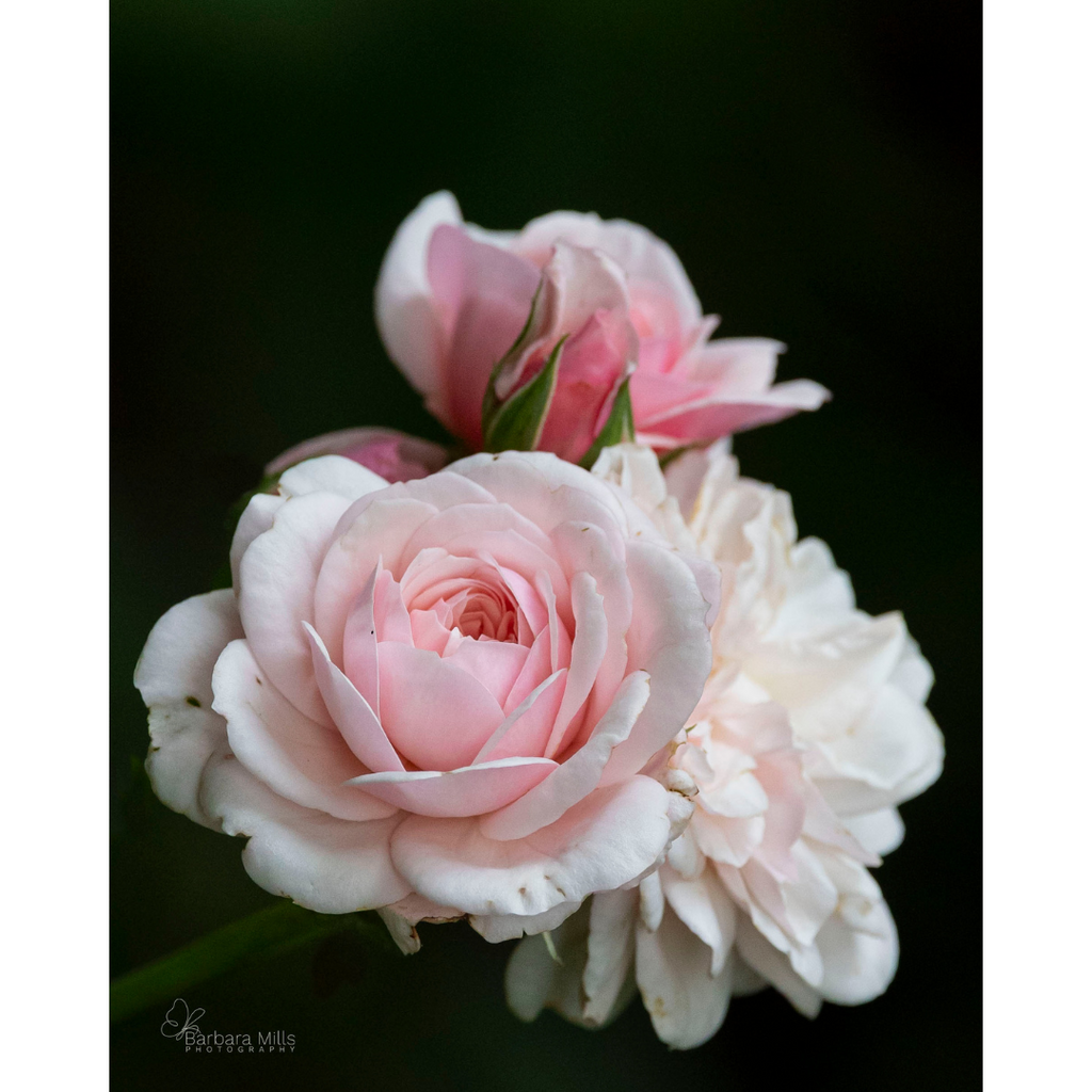 English Rose