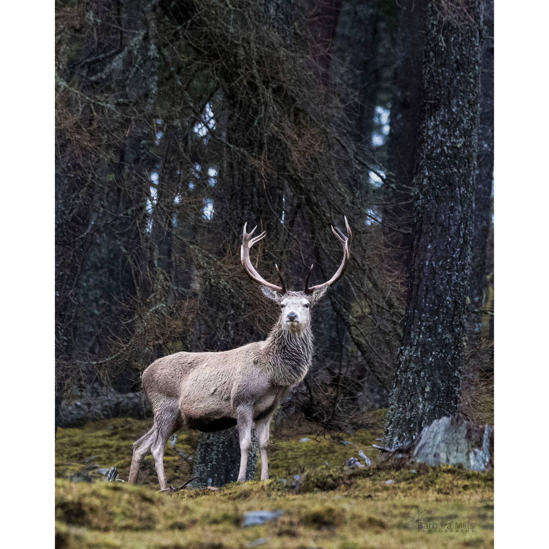 The Golden Stag