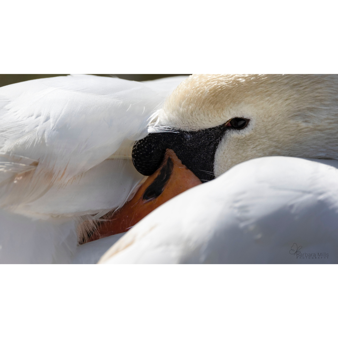 Prestigious Swan