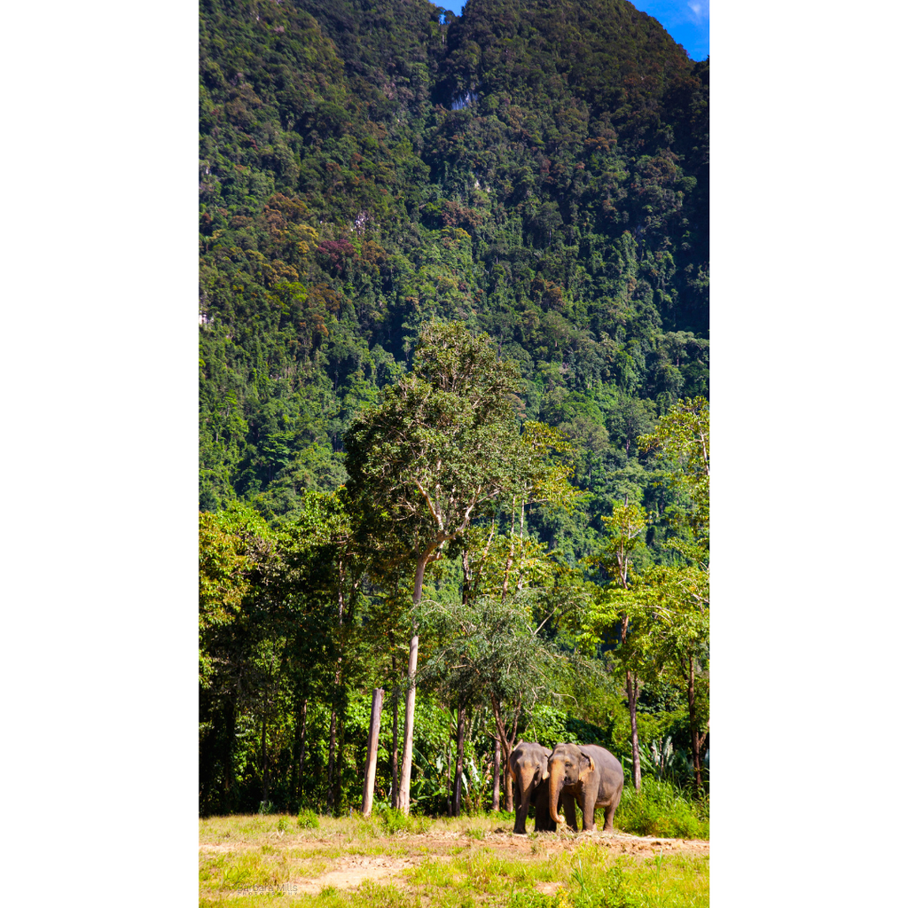 Elephant Hills