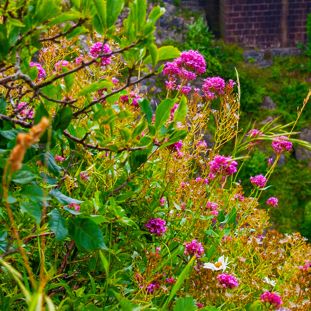 Clifton's Flowers