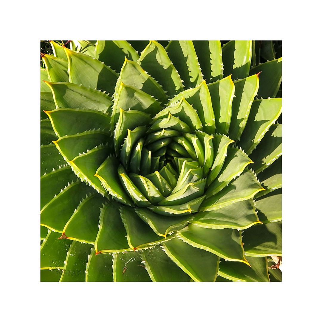 Aloe Spiral