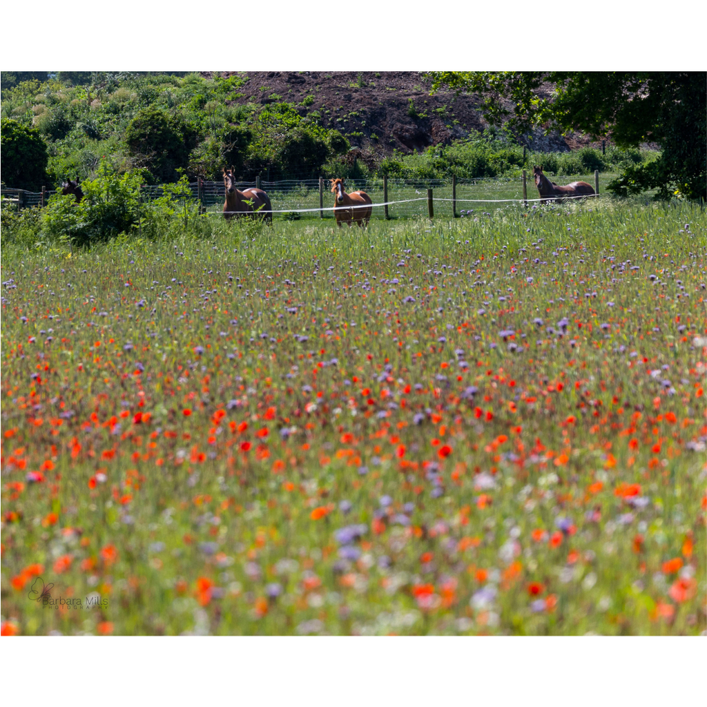 Poppies and Ponies