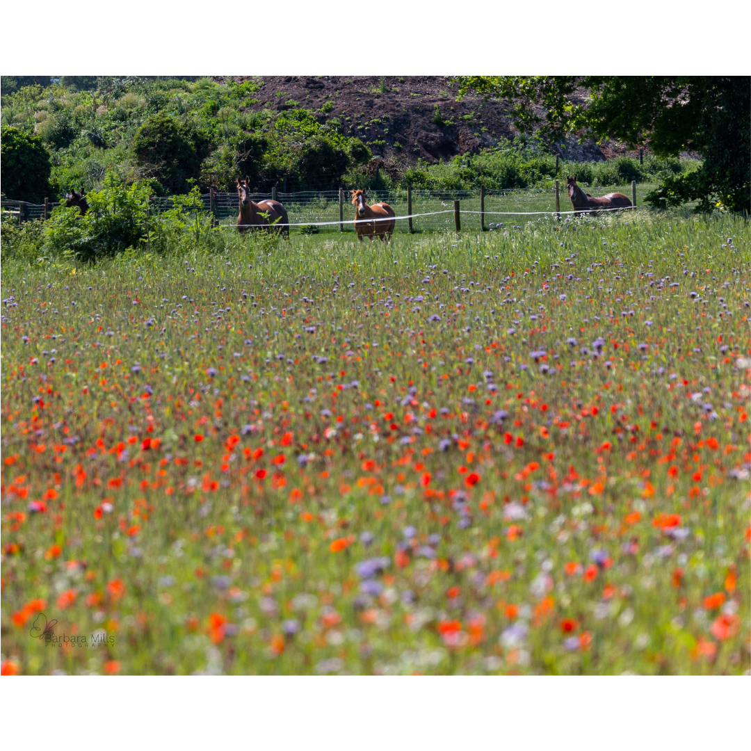 Poppies and Ponies