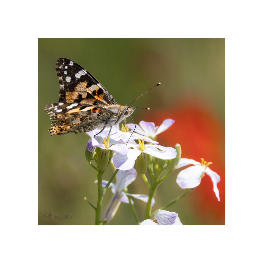 Painted Lady