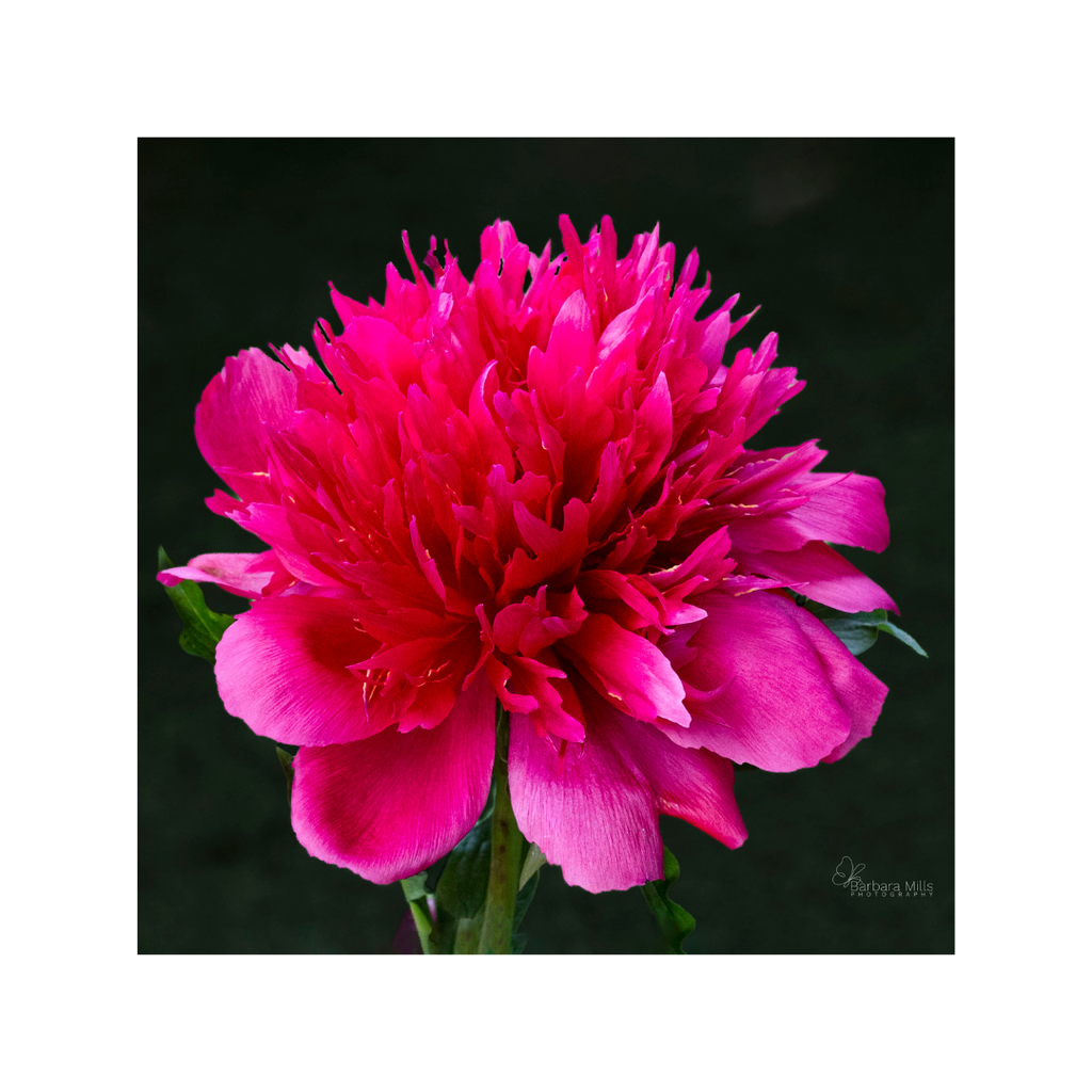 Double Red Peony