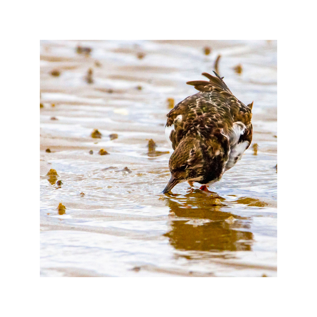 Turnstone's Ruffles Feathers