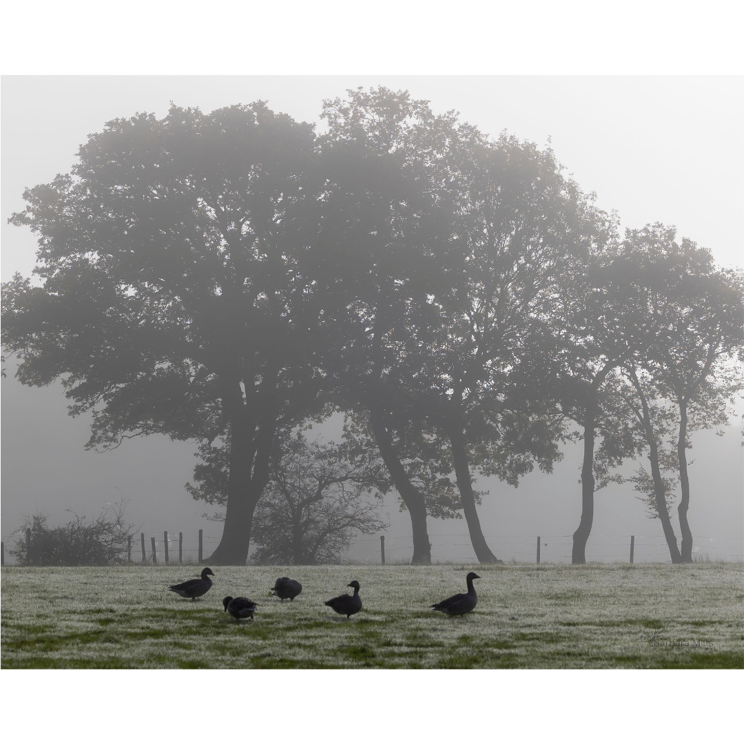 Geese in the Mist