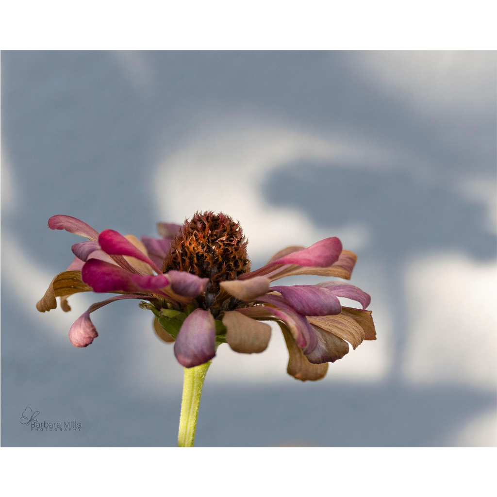 Shaded Bloom