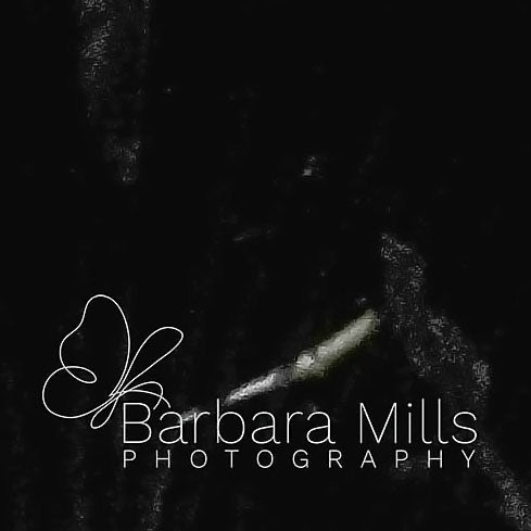 Breakfast at Khao Sok