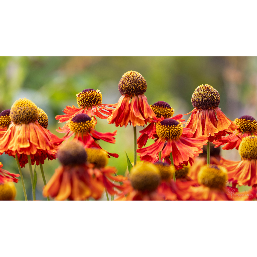 Helenium Orange