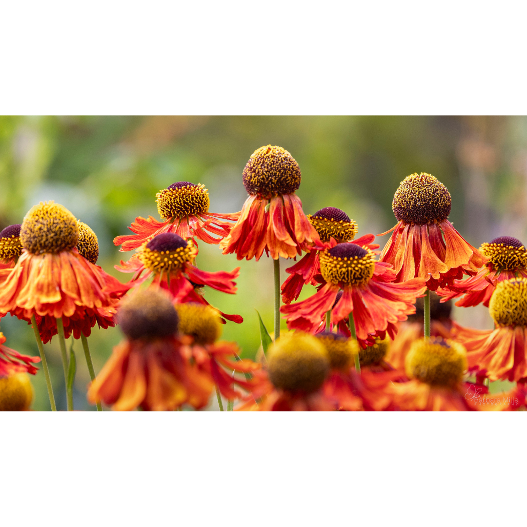 Helenium Orange