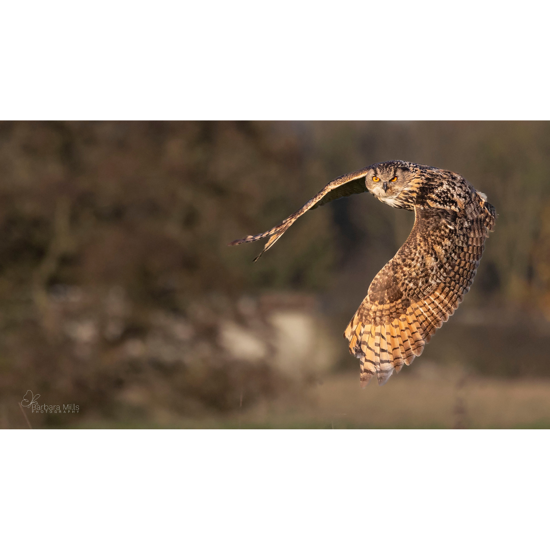 Sway on Silent Wings