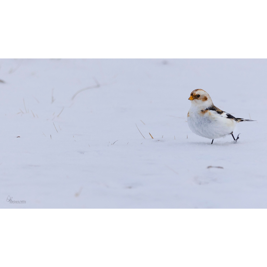 Snow Bunting Strut