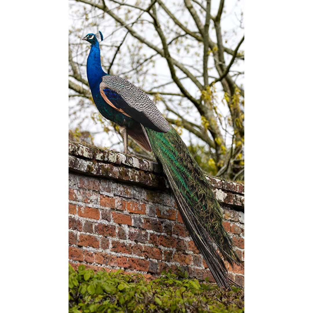 The Magnificent Peacock