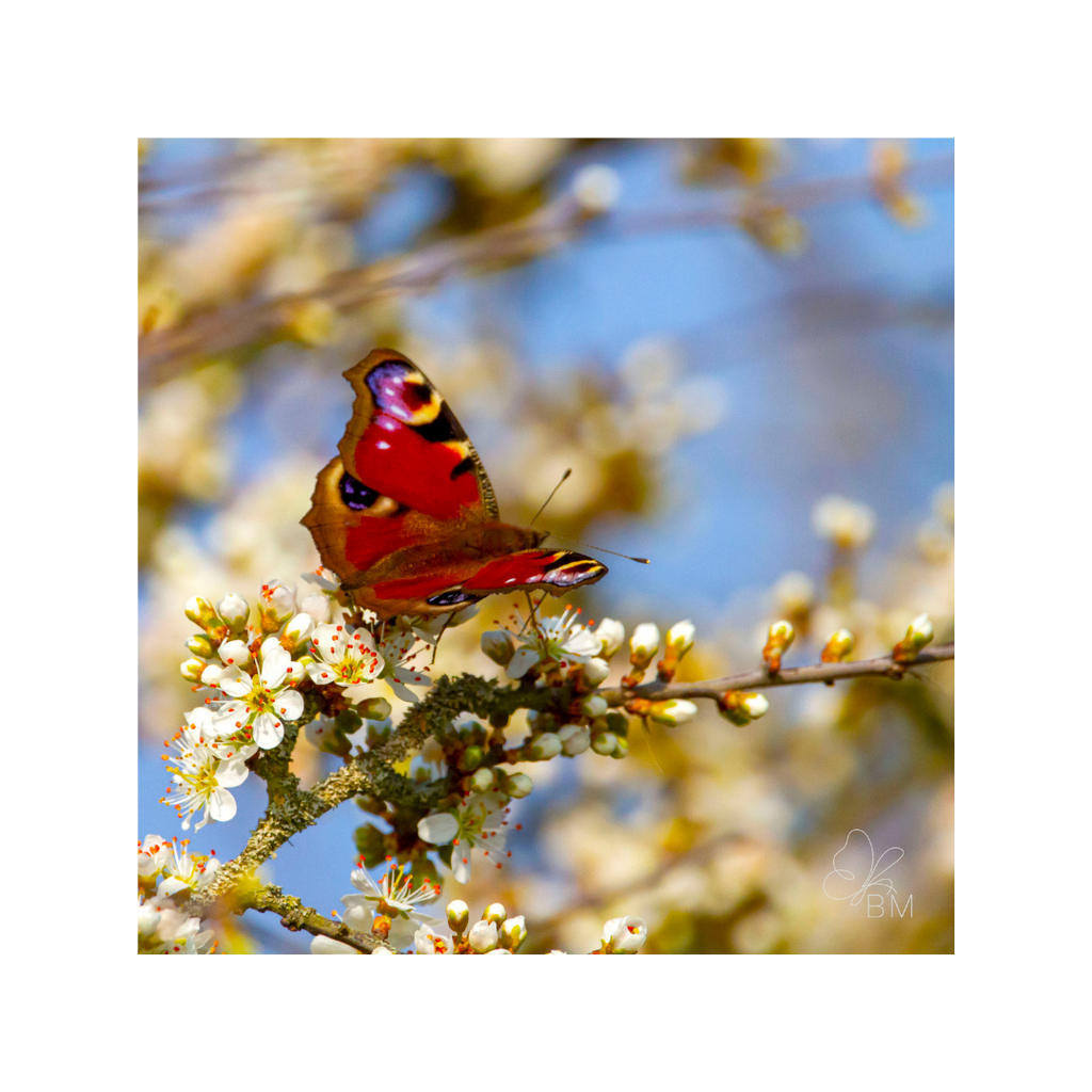 The Spring Peacock