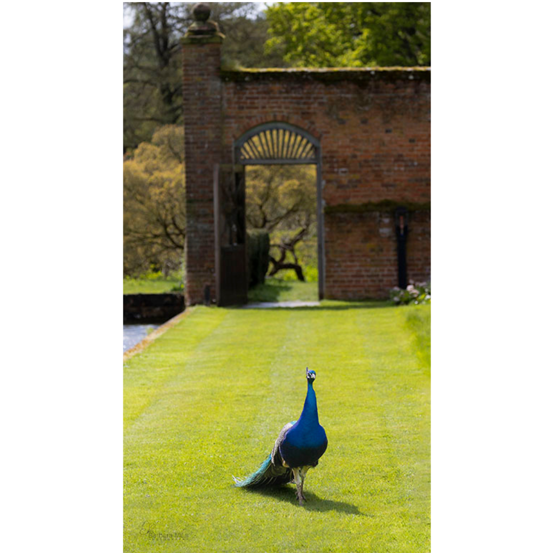 Welcome to the Walled Garden