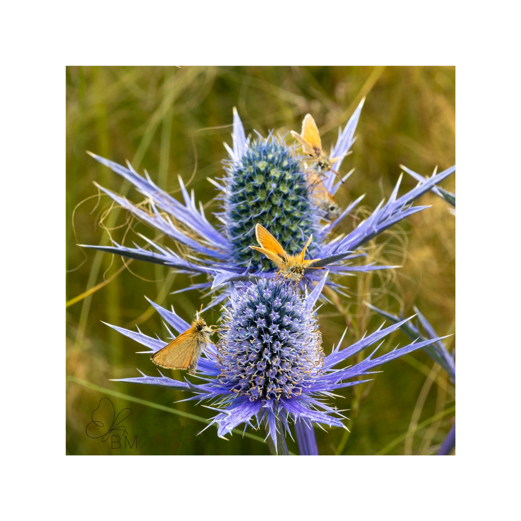 Yellow Butterflies and the Sea Holly